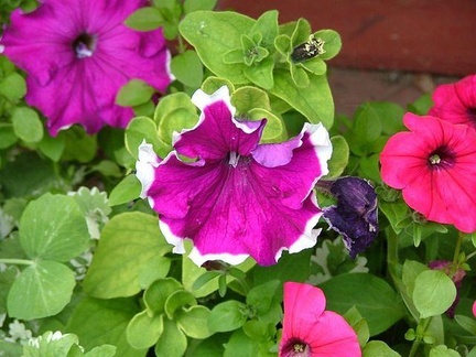 DSCF3467