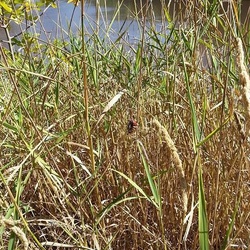 Lost Lake