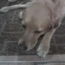 Buddy