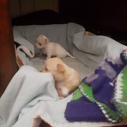 Luna and Snickerdoodle