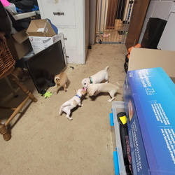 Peppa and Puppies